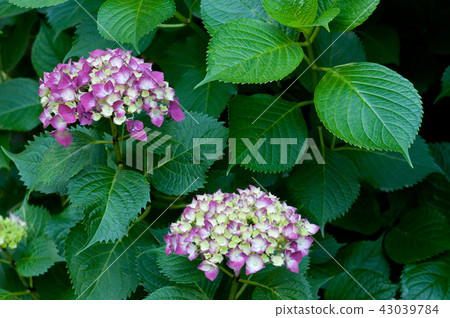 hydrangea flower 43039784