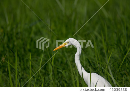 Truffles feeding in rice field 43039888