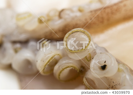 生魚片的魷魚 43039970
