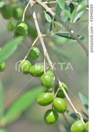 橄欖果 43040089