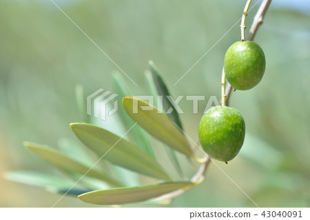 橄欖果 43040091