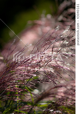 芒草 芒草 43040181