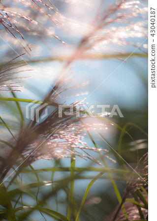 芒草 芒草 43040187