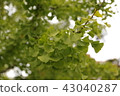 Ginkgo biloba 43040287