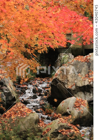 Maple Maple 43040745