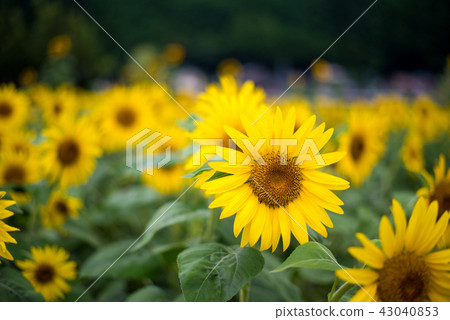 Himawari Hometown Susahara Himawari no Sato 43040853