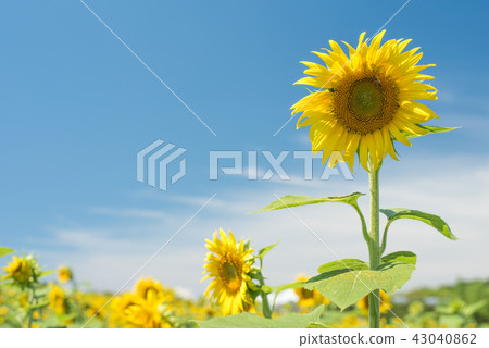 Sunflower field Tourist farm Hanaba 43040862