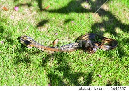 Snake to eat snake 43040867