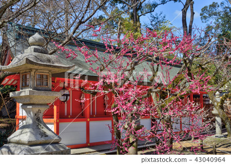 Plum and shrine in Kitano Tenman-gu Shrine Plum and shrine in Kitano Tenman-gu Shrine 43040964