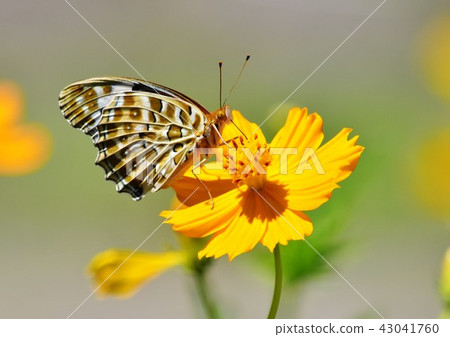 Pinus thunberg butterfly butterfly 43041760