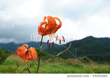 Oni lily 43042060