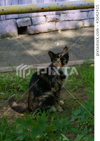 pet, cat, mammal 43042415