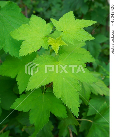 bush currant leaves close-up bush currant leaves close-up 43042420
