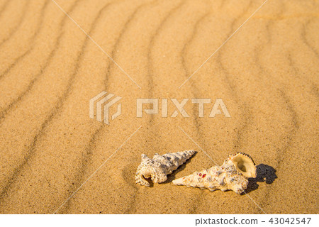 sandy beach with snails sandy beach with snails 43042547