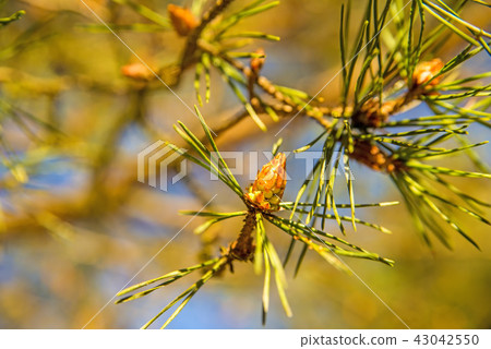 Scots pine, young, green shoots in spring Scots pine, young, green shoots in spring 43042550