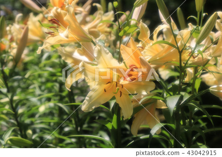百合花 百合花 43042915