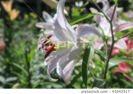 百合花 百合花 43042917