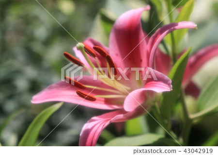 百合花 43042919