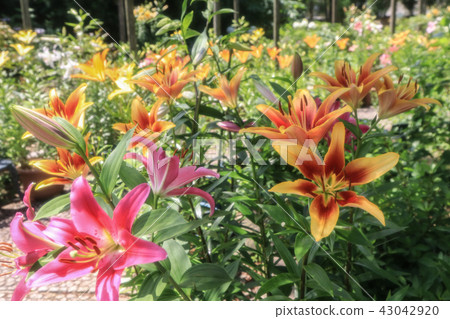 百合花 43042920
