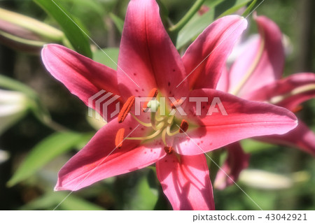百合花 43042921