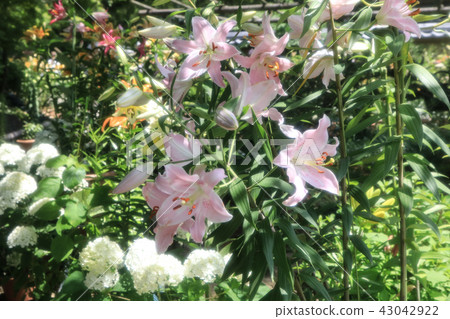 百合花 百合花 43042922