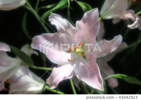 百合花 百合花 43042923