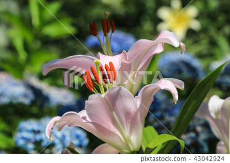 百合花 百合花 43042924