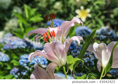 百合花 百合花 43042925