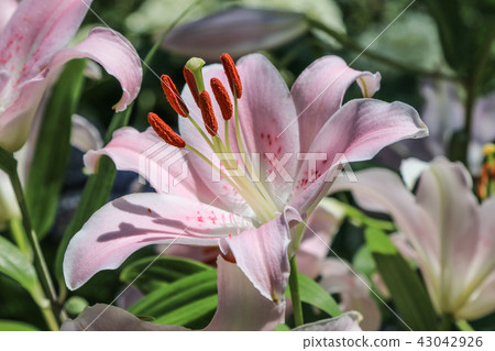 百合花 百合花 43042926