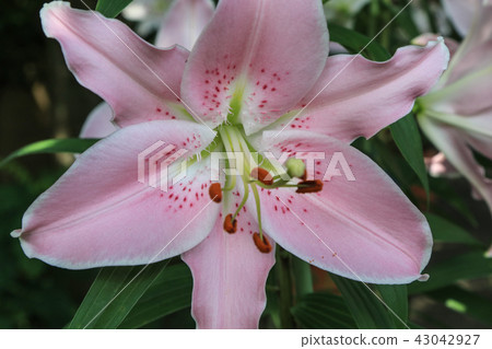 百合花 43042927