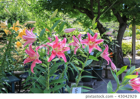 百合花 百合花 43042929