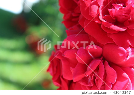 Red Roses in the Garden of the Rosary 43043347