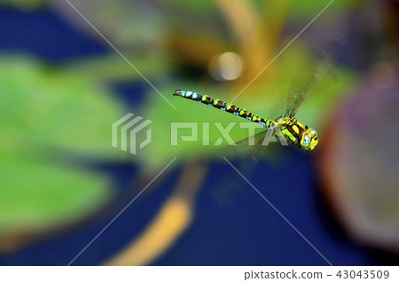 emperor dragonfly during a flight over a pond emperor dragonfly during a flight over a pond 43043509