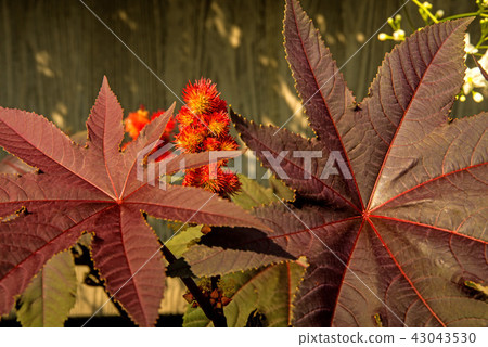 Castor-oil plant with flower 43043530