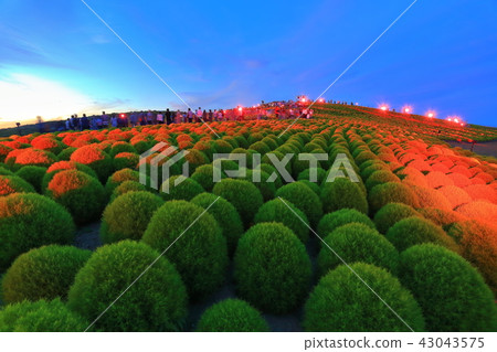 Kokia lite up of state-run Hitachihama Beach Park Kokia lite up of state-run Hitachihama Beach Park 43043575
