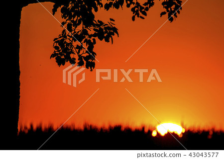 sunset in summertime with tree 43043577