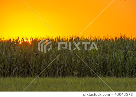 sunset in summertime with field of corn 43043578