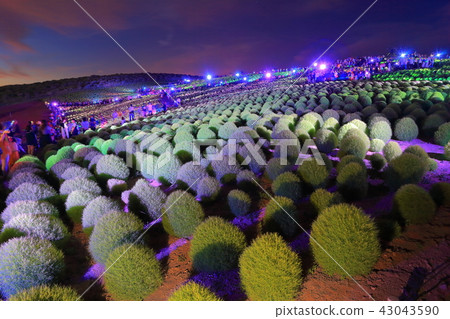 Kokia精簡了國營的Hitachihama Beach Park Kokia精簡了國營的Hitachihama Beach Park 43043590