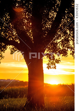 sunset in summertime with tree 43043632