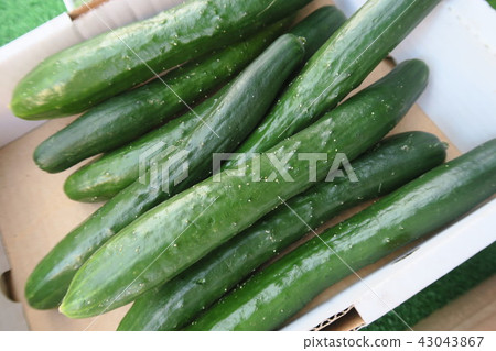 黃瓜 黃瓜 43043867