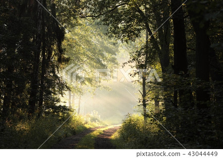 Country road through the oak forest in the morning 43044449