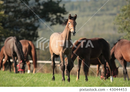 Young horse in the pasture 43044453