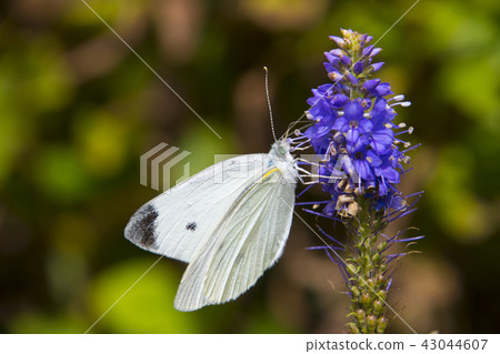 Ibukiyama August Takayama plant Monstrochium Ibukiyama August Takayama plant Monstrochium 43044607