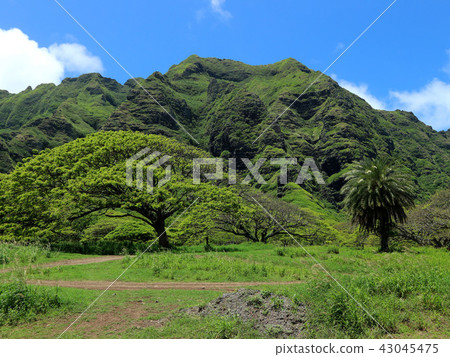 Mountains and prairies of Kualoa Lunch. 2018/4/24 Mountains and prairies of Kualoa Lunch. 2018/4/24 43045475