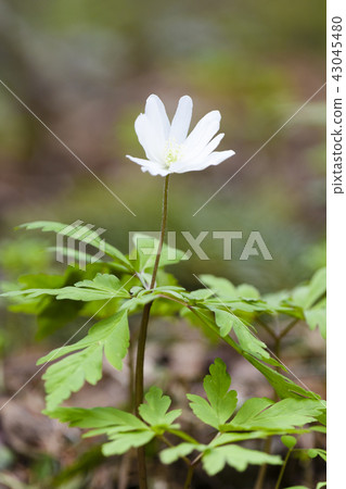 海葵pseudoaltaica 43045480