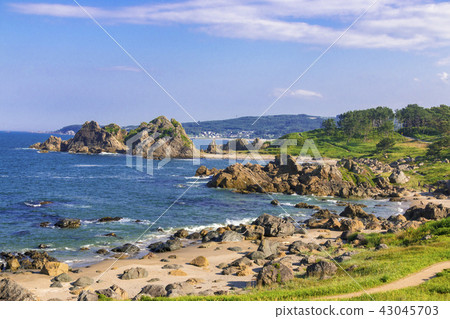 Species coast Nakasuga (Aichi prefecture Hachinohe city) 43045703