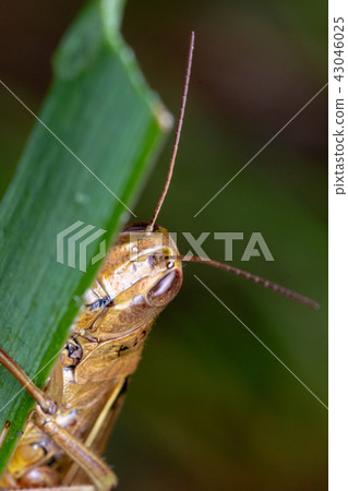 Dove up of a grasshopper grasshopper Dove up of a grasshopper grasshopper 43046025