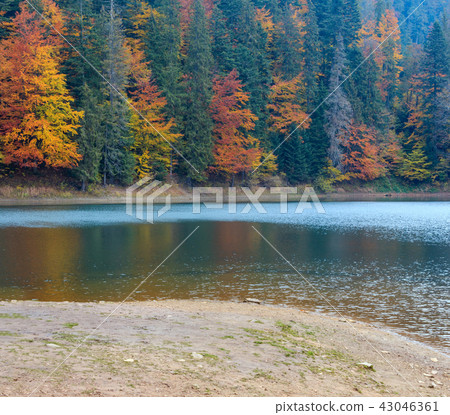 Lake Synevyr autumn view. Lake Synevyr autumn view. 43046361