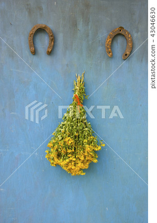 flowers Hypericum st Johns wort ant two horseshoe 43046630