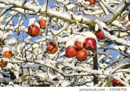 apples on tree covered  snow, autumn background 43046708